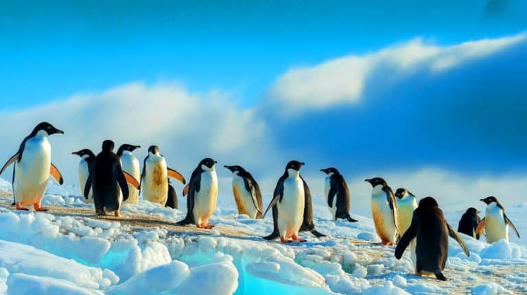 Ces excréments de manchots transforment l’Antarctique : découvrez comment ils luttent contre le réchauffement climatique de façon inattendue et fascinante