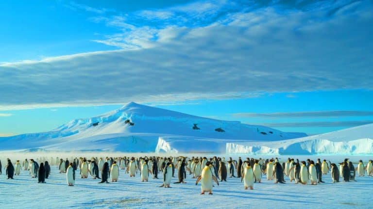 Quand le guano des manchots transforme l&rsquo;Antarctique : le bouleversement climatique inattendu qui surprend les scientifiques et menace l&rsquo;écosystème fragile