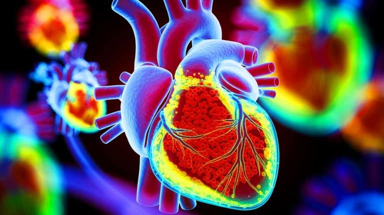 Une avancée scientifique bouleversante : des chercheurs capturent pour la première fois la magie de la formation d’un cœur humain en direct