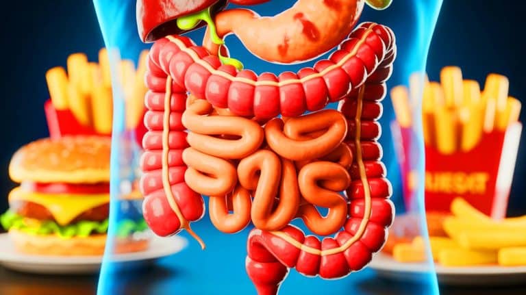 Une découverte alarmante : la malbouffe dévastatrice démolit les défenses intestinales en quelques jours seulement selon des experts en nutrition