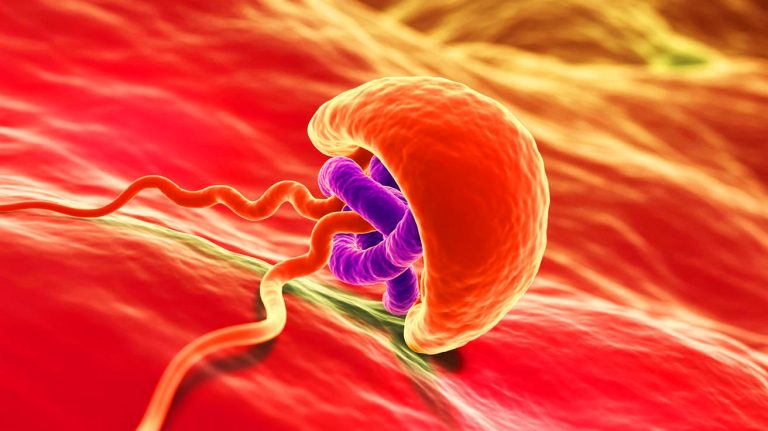 Une découverte inquiétante : ce parasite transmis par les chats détruit les spermatozoïdes en un temps record de 5 minutes seulement