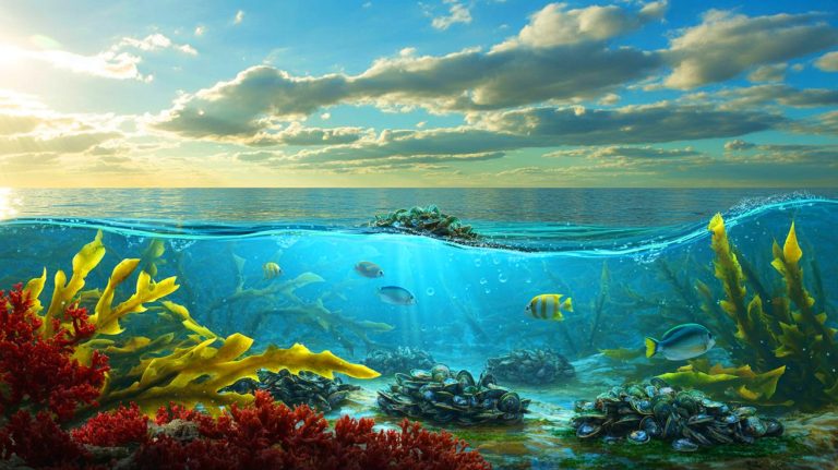 Alerte mondiale : l&rsquo;effrayante disparition annoncée des moules d&rsquo;ici 2100 menace l&rsquo;équilibre marin et l&rsquo;économie côtière selon les experts maritimes
