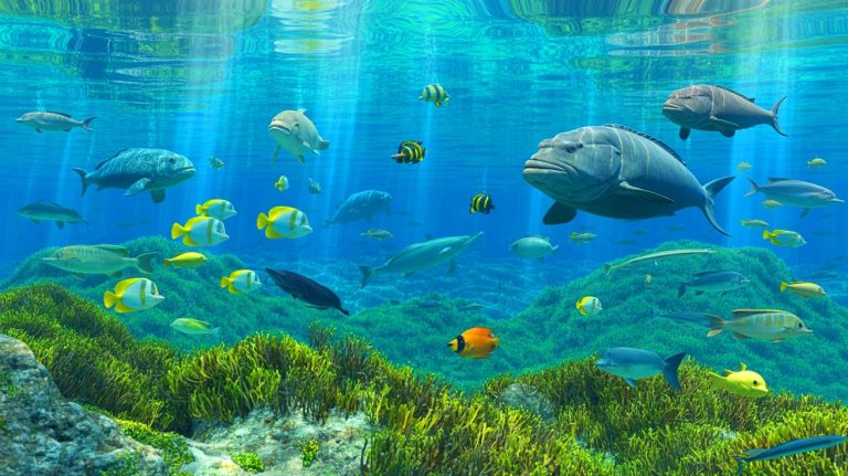 Cette réserve marine centenaire de Port-Cros révèle les secrets d&rsquo;un avenir océanique fascinant que vous ne pouvez pas ignorer