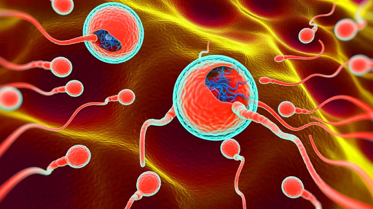 Illustration de l'impact du parasite Toxoplasma gondii sur la fertilité masculine. Image réalisée par IA.