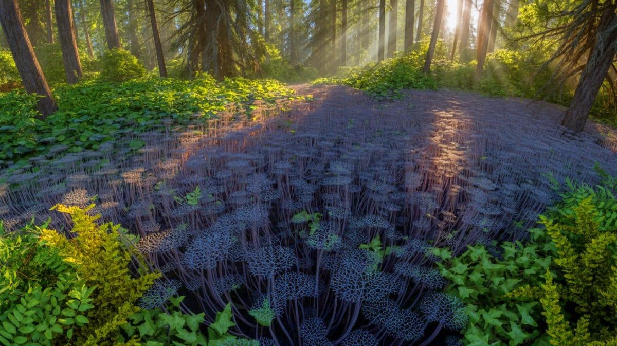 Illustration de l'immense champignon Armillaria solidipes s'étendant sous la forêt de l'Oregon. Image réalisée par IA.