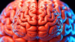 Illustration de l'influence des sillons cérébraux sur les capacités cognitives. Image réalisée par IA.