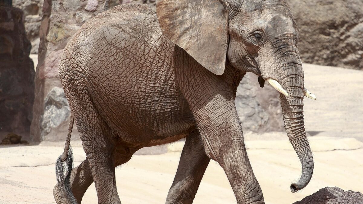 Un éléphant d'Afrique aux grandes oreilles et aux défenses courtes marche sur un sol sableux, devant des rochers et des piliers métalliques, probablement dans un enclos de parc animalier.
