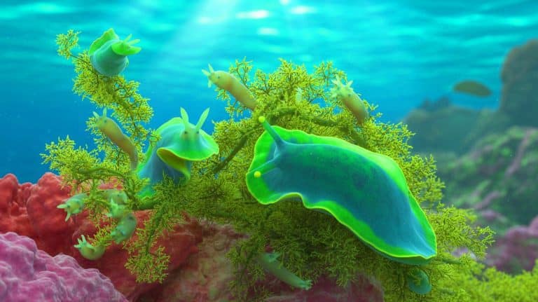 Incroyable découverte : cet animal réalise la photosynthèse comme une plante, un phénomène biologique qui défie toutes les lois de la nature et émerveille les scientifiques