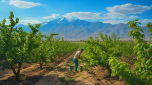 Illustration de la lutte des agriculteurs tadjiks pour protéger leurs abricotiers face au changement climatique, générée par intelligence artificielle.