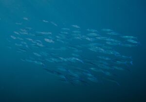 « Les océans se meurent » : l&rsquo;appel déchirant d&rsquo;une organisation fictive pour sauver le dernier bastion naturel avant qu&rsquo;il ne soit trop tard