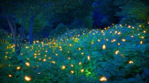 Illustration de la bioluminescence des lucioles dans un environnement nocturne. Image réalisée par IA.