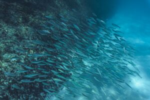 « L&rsquo;océan sauvera nos enfants » : pourquoi cet espoir aquatique pourrait bien être l&rsquo;ultime planche de salut pour notre planète en péril