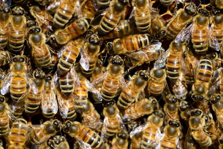 « Les abeilles guérissent ! » : ce venin surprenant qui défie la maladie de Lyme et bouleverse les experts en santé