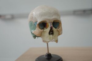 Des canaux dans l’os du crâne relient la moelle aux méninges chez la souris